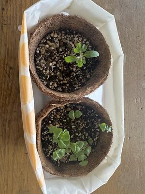 上がミニトマト、下がバジル